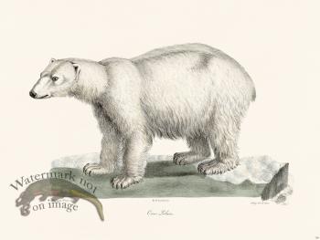 Cuvier 126 Polar Bear